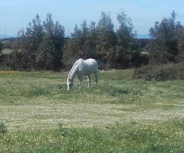 منزل الضيف سانتا تيريزا غالّورا  في Eucaliptus Farm Retreat المظهر الخارجي الصورة